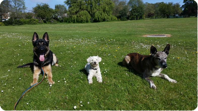 Outdoor Obedience Pet Dog Obedience - Follow-on course from Easy  Basics