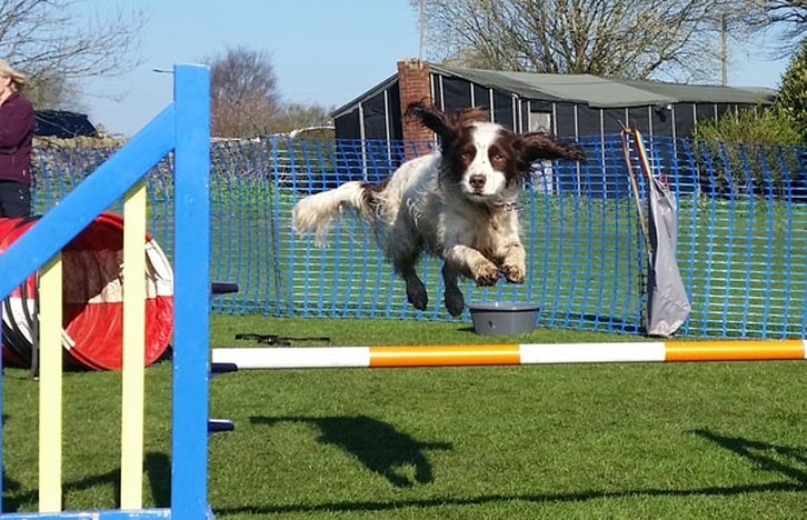Rosie the Springer flies over the agility hurdle