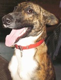 Freddy at Thornberry Animal Sanctuary, before we brought him home