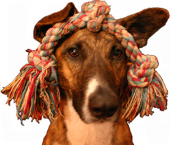 Freddy: The dog who would put up with ANYthing, including having a tuggy toy balanced on his head!
