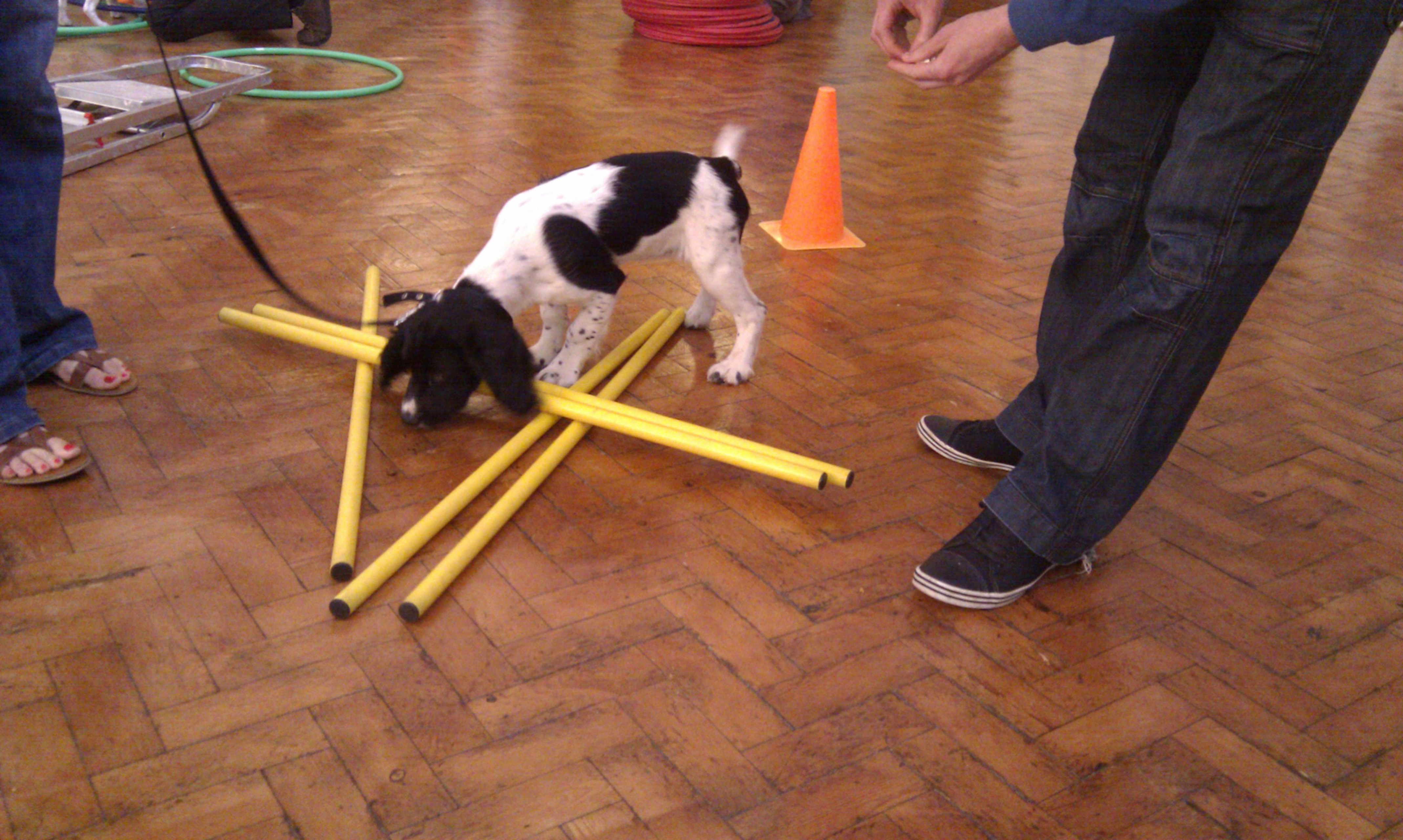 Perfect Pups Socialisation and Puppy Training Course